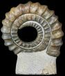 Devonian Ammonite (Anetoceras) - Morocco #63079-2